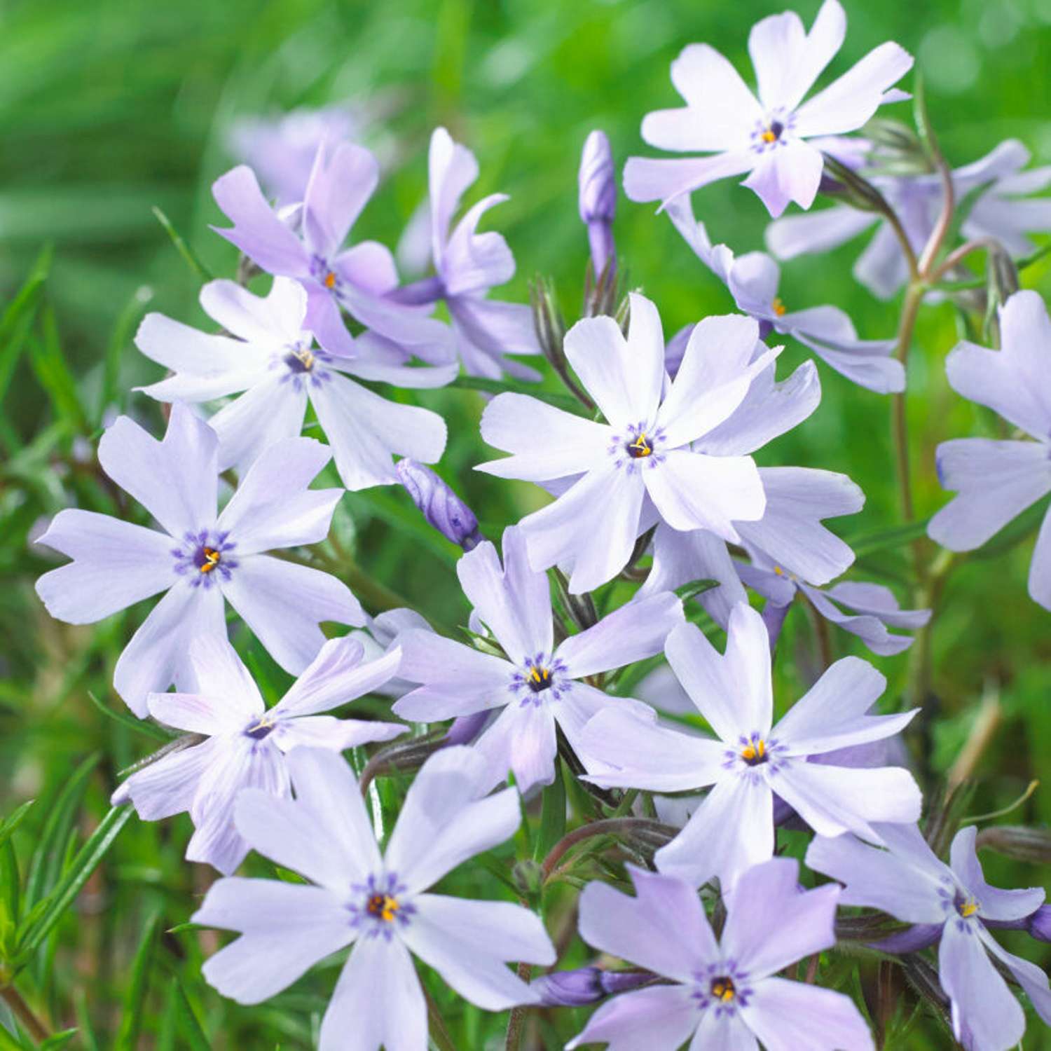 Sammalleimu 'Emerald Cushion Blue' (Phlox subulata)