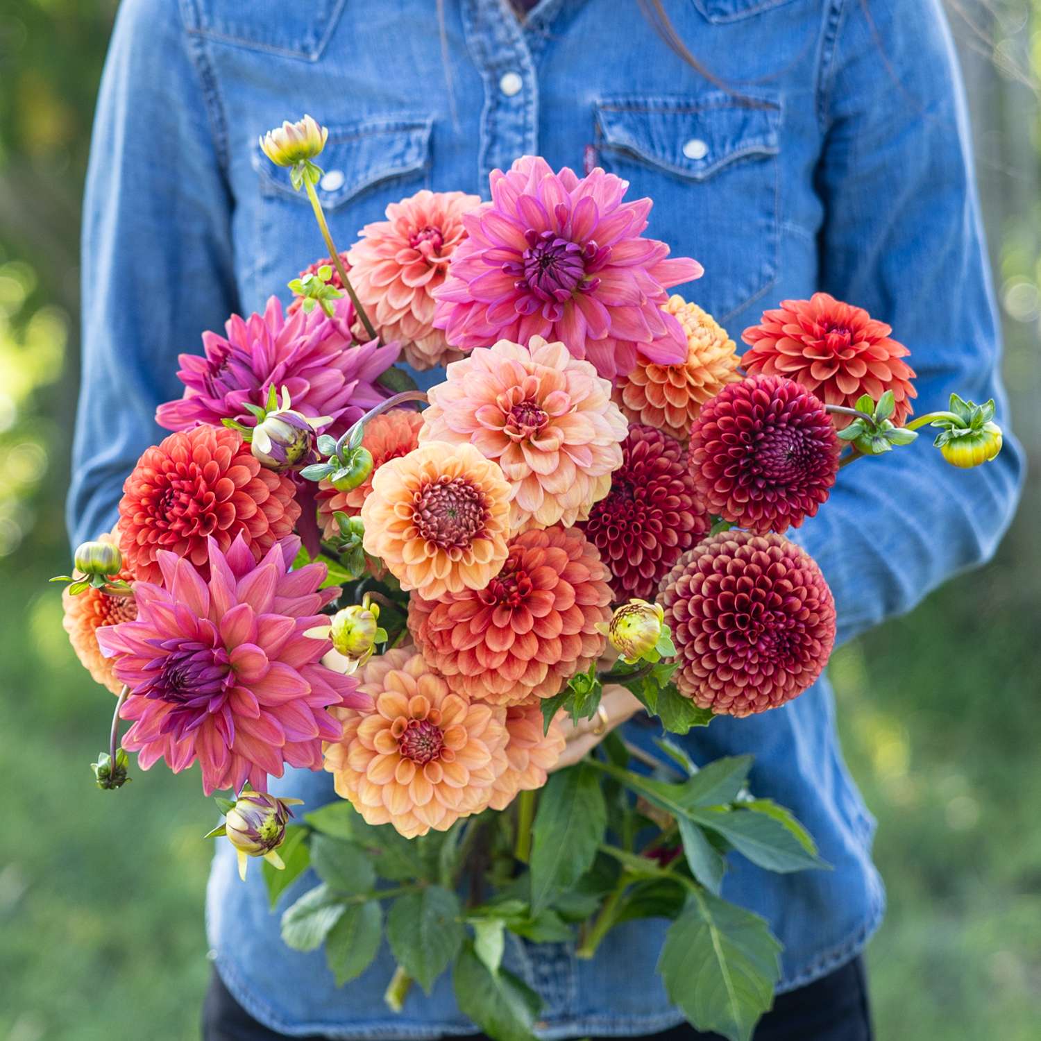 Daaliasekoitus 'Campari'