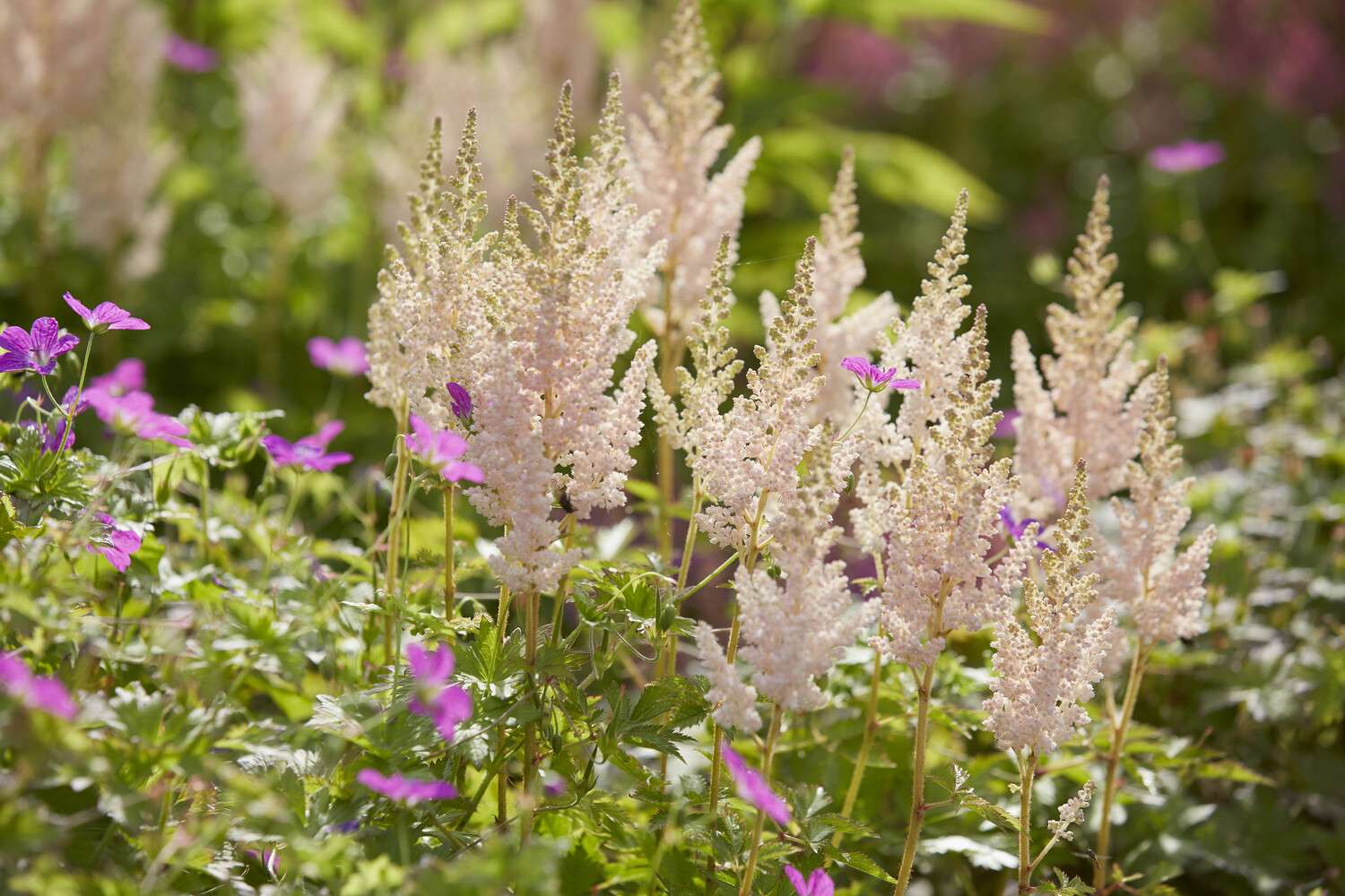 Jaloangervo ‘Vision Inferno’