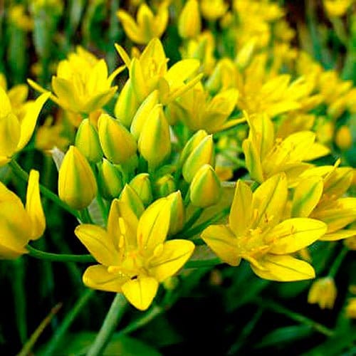 Allium Moly - Blomsterverden