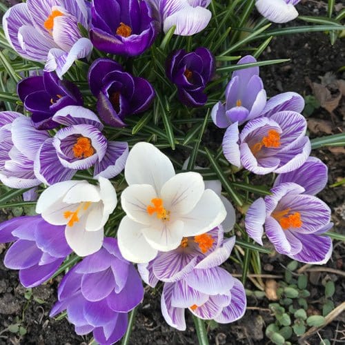 Blue Sky. Krokusblanding. - Blomsterverden