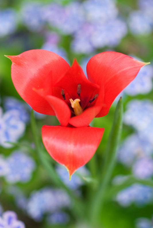 Kasvitieteellinen tulppaani  'Linifolia'