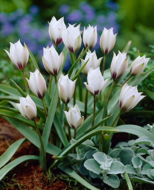 Kasvitieteellinen tulppaani 'Pulchella Alba maculata Courulea'