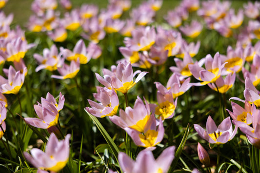 Kasvitieteellinen tulppaani 'Saxatilis' / 'Lilac Wonder'