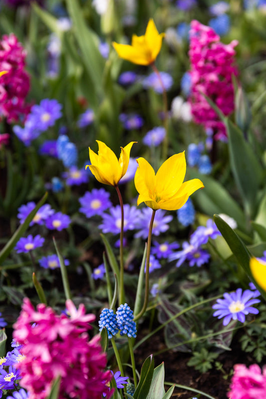 Kasvitieteellinen tulppaani  'Sylvestris'