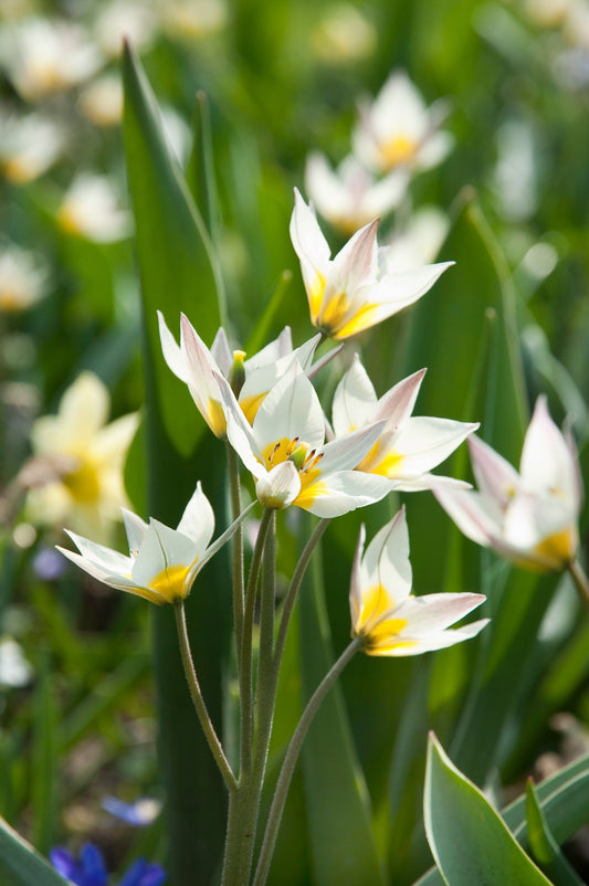 Kasvitieteellinen tulppaani  'Turkestanica'