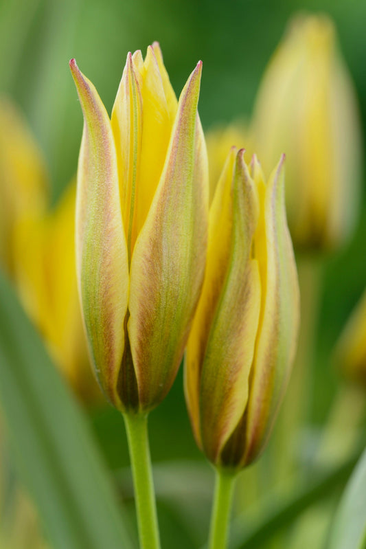 Kasvitieteellinen tulppaani  'Urumiensis'