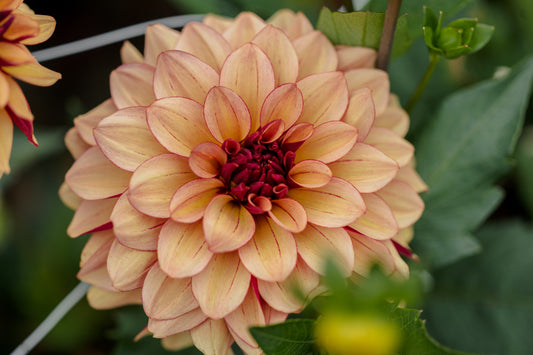 Daalia 'Creme de Cognac'