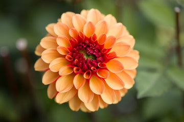 Daalia 'American Sunset'