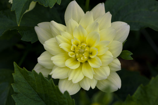 Daalia 'Berliner Lemon'