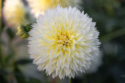 Daalia 'Canary Fubuki'