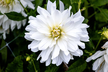 Daalia 'Iceberg'