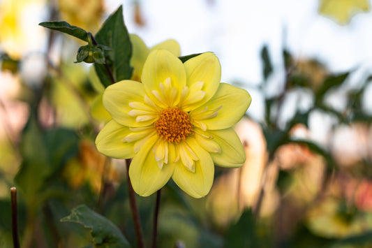 Daalia 'Kelsey Sunshine'