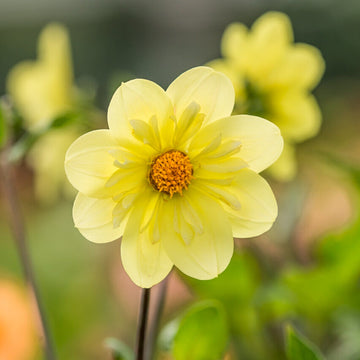 Daalia 'Kelsey Sunshine'