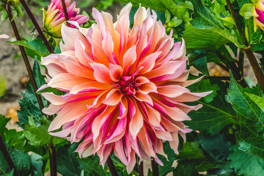 Dahlia 'Labyrinth'