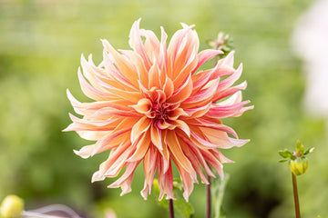 Dahlia 'Labyrinth'