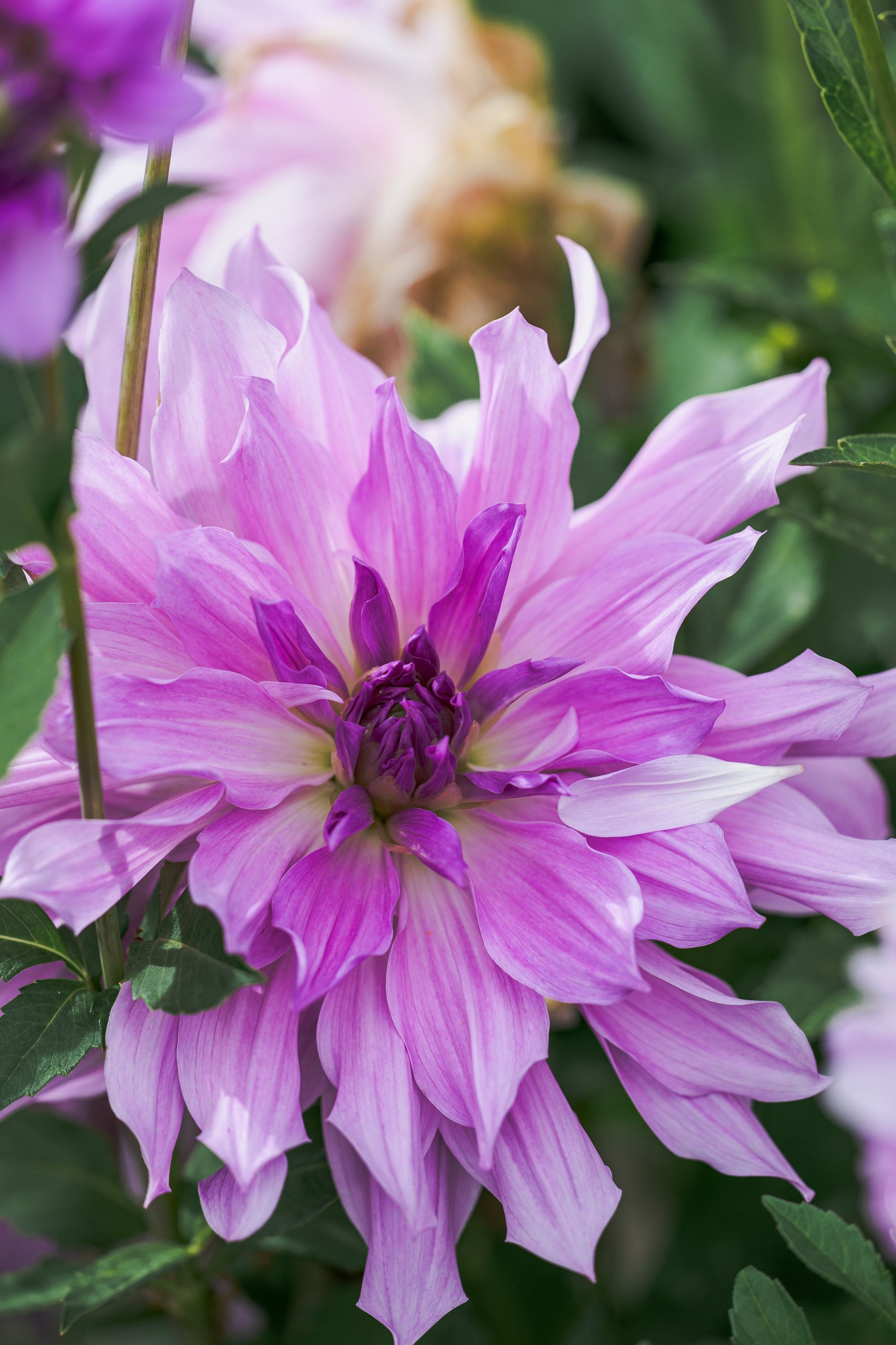 dahlia lavender ruffles