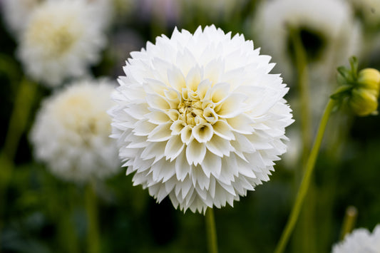 Daalia 'Myama Fubuki'