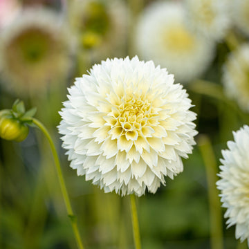 Daalia 'Myama Fubuki'