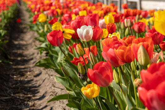 'Darwin Surprise'  Tulppaani mix