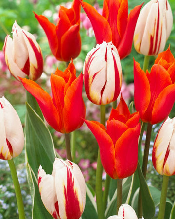 'Flaming' tulppaani mix