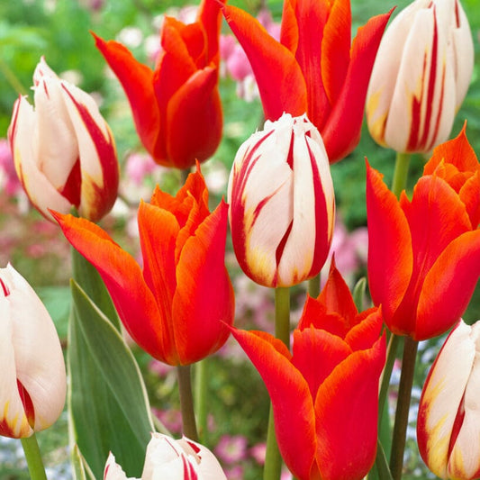 'Flaming' tulppaani mix