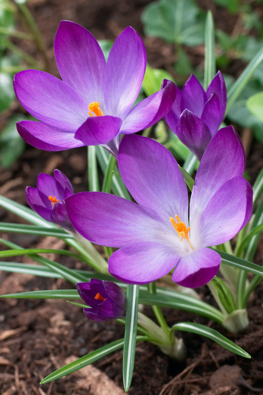 Krokus 'Ruby Giant'