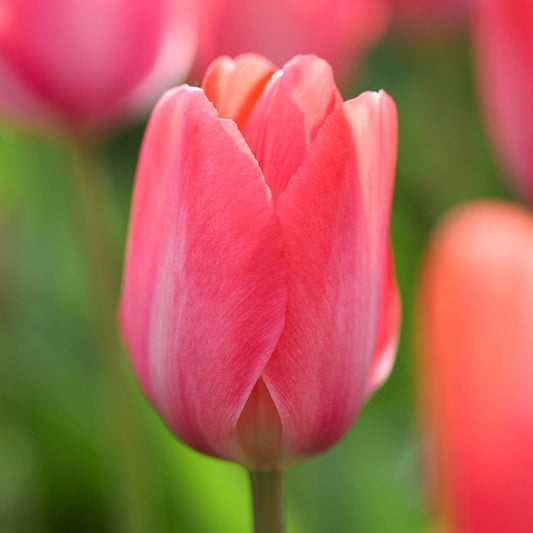 'Strawberry Snowfall' tulppaanimix