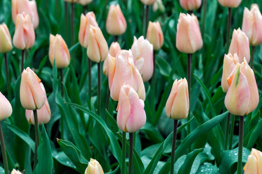 Tulppaani 'Apricot Beauty'