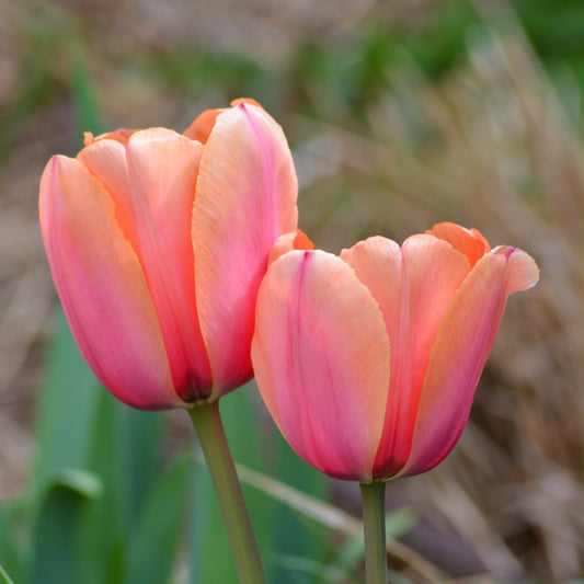 Tulppaani 'Apricot Impression'