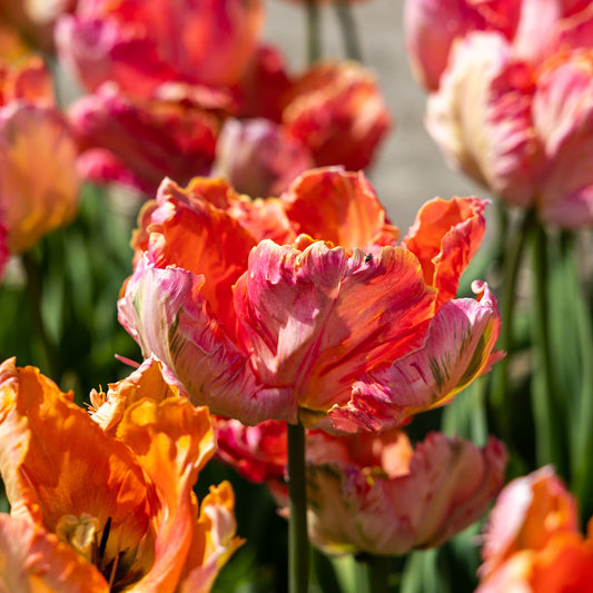 Tulppaani 'Apricot Parrot'