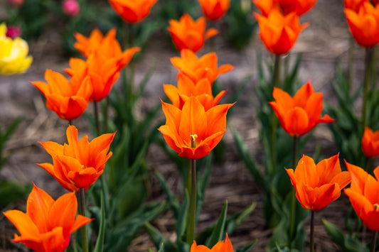 Tulppaani 'Ballerina'