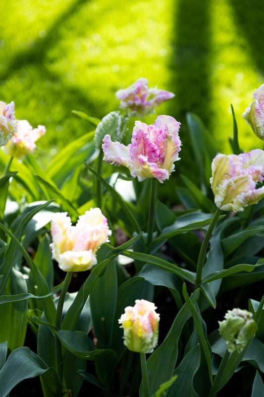 Tulppaani 'Cabanna Parrot'