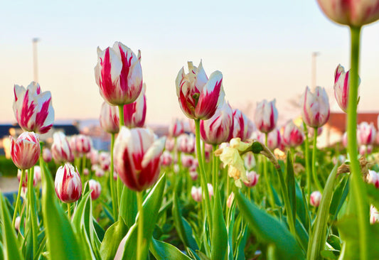 Tulppaani 'Carnaval de Rio'