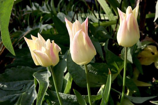 Tulppaani 'Elegant Lady'