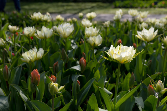 Tulppaani 'Exotic Emperor'