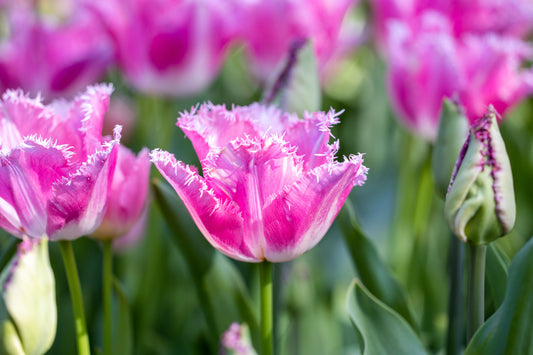 Tulppaani 'Fancy Frills'