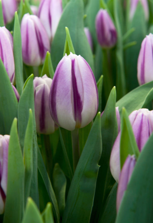 Tulppaani 'Flaming Flag'