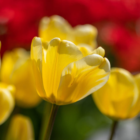 Tulppaani 'Golden Apeldoorn'