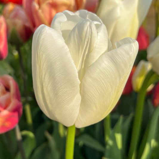 Tulppaani 'Ivory Floradale'