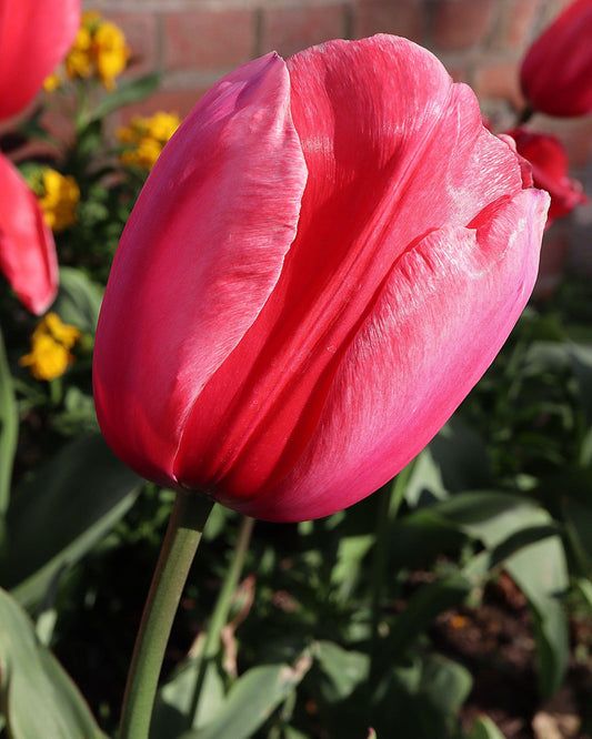 Tulppaani 'Jumbo Pink'