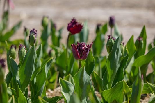 Tulppaani 'Labrador'