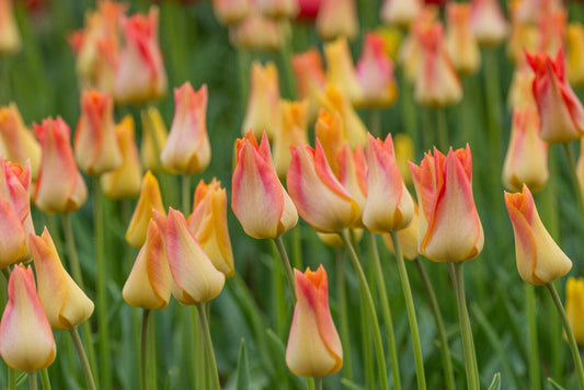 Tulppaani 'Moonblush'