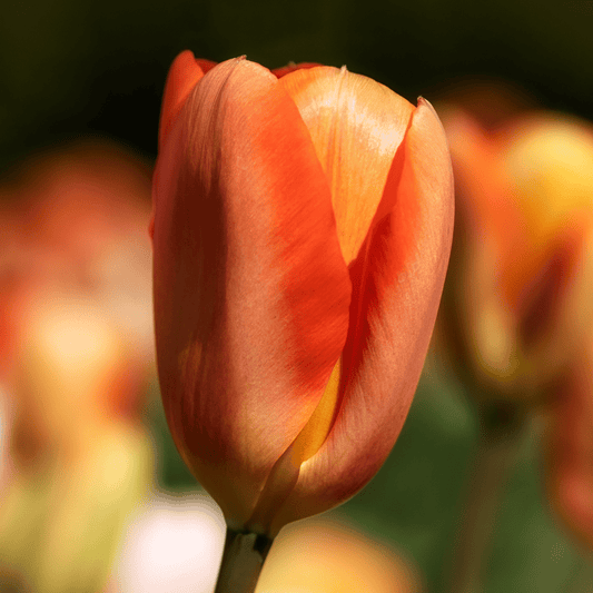 Tulppaani 'Orange Emperor'