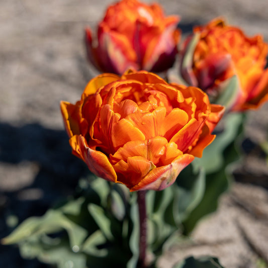 Tulppaani 'Orange Princess'