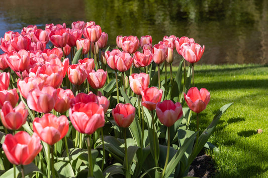 Tulppaani 'Pink Impression'