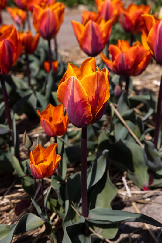 Tulppaani 'Princess Irene'