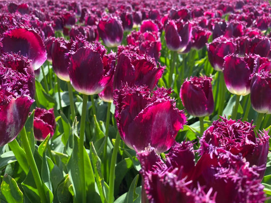 Tulppaani 'Purple Crystal'