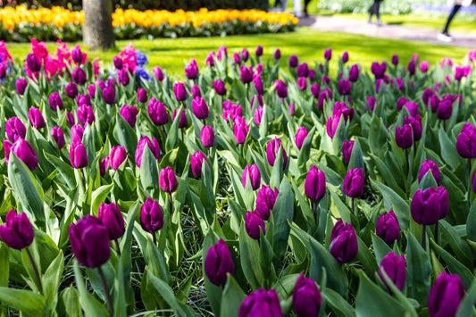 Tulppaani 'Purple Prince'