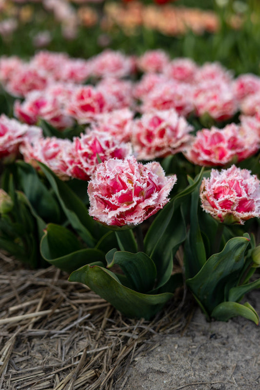 Tulppaani 'Queensland'